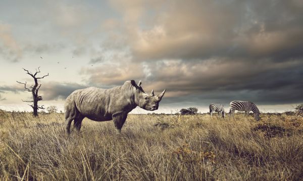 楽天市場 サイ シマウマ 動物 サバンナ 空の壁紙 輸入 カスタム壁紙 Photowall Rhino And Zebra In Grasslands 貼ってはがせるフリース壁紙 不織布 海外取り寄せのため1カ月程度でお届け 代引き不可 壁紙 屋本舗 カベガミヤホンポ