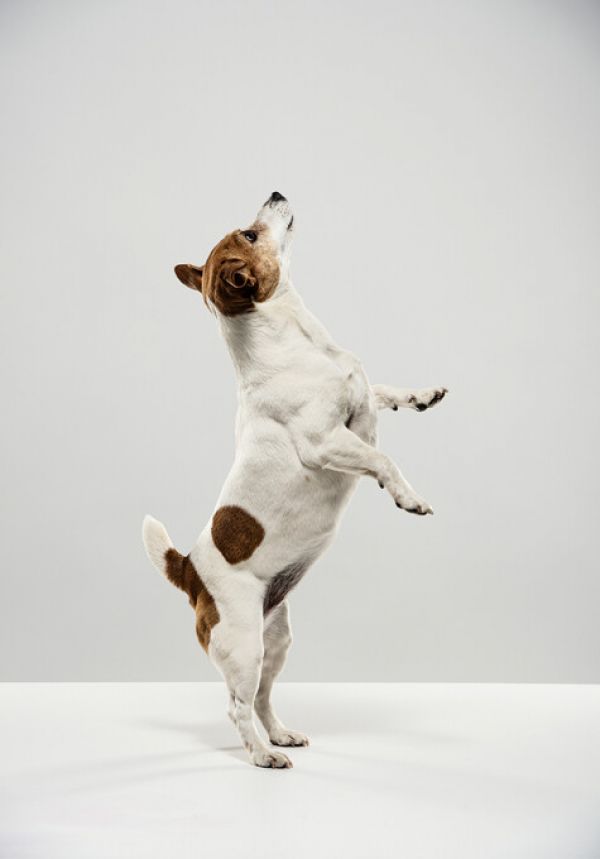 ジャックラッセルテリア 犬の壁紙 輸入 カスタム壁紙 Photowall Standing Jack Russell Terrier 貼ってはがせるフリース壁紙 不織布 海外取り寄せのため1カ月程度でお届け 代引き 後払い不可 壁紙屋本舗 カベガミヤホンポ