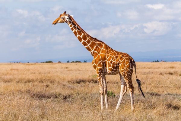 楽天市場 キリン 動物 空 サバンナの壁紙 輸入 カスタム壁紙 Photowall Giraffes In The Savannah 貼ってはがせるフリース壁紙 不織布 海外取り寄せのため1カ月程度でお届け 代引き 後払い不可 壁紙屋本舗 カベガミヤホンポ