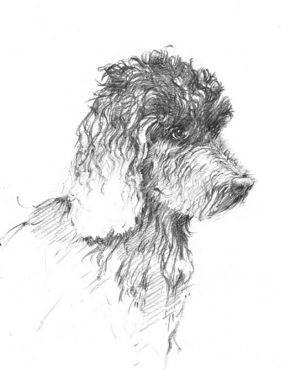 楽天市場 ラブラドゥードル 犬 スケッチ イラスト 白 ホワイトの壁紙 輸入 カスタム壁紙 Photowall Labradoodle Sketch 貼ってはがせるフリース壁紙 不織布 海外取り寄せのため1カ月程度でお届け 代引き 後払い不可 壁紙屋本舗 カベガミヤホンポ