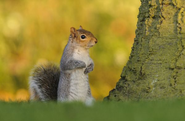 楽天市場 リス 動物 黄色 イエローの壁紙 輸入 カスタム壁紙 Photowall Grey Squirrel 貼ってはがせるフリース壁紙 不織布 海外取り寄せのため1カ月程度でお届け 代引き 後払い不可 壁紙屋本舗 カベガミヤホンポ