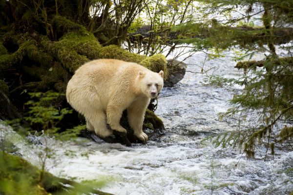 楽天市場 白熊 シロクマ シロアメリカグマ 動物の壁紙 輸入 カスタム壁紙 Photowall Kermode Bear 貼ってはがせるフリース壁紙 不織布 海外取り寄せのため1カ月程度でお届け 代引き 後払い不可 壁紙屋本舗 カベガミヤホンポ