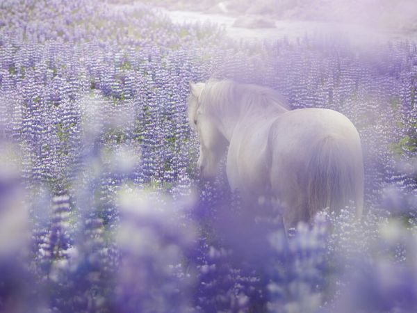 楽天市場 馬 ウマ 動物 ラベンダー 花 紫 パープルの壁紙 輸入 カスタム壁紙 Photowall Horse In Lavender Iv 貼ってはがせるフリース壁紙 不織布 海外取り寄せのため1カ月程度でお届け 代引き 後払い不可 壁紙屋本舗 カベガミヤホンポ