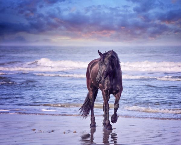 楽天市場 馬 ウマ 動物 海岸の壁紙 輸入 カスタム壁紙 Photowall Running In The Sand I 貼ってはがせるフリース壁紙 不織布 海外取り寄せのため1カ月程度でお届け 代引き 後払い不可 壁紙屋本舗 カベガミヤホンポ