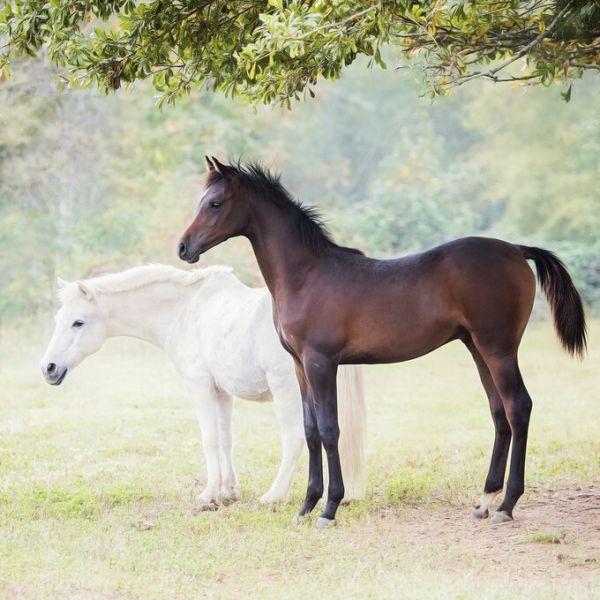 楽天市場 馬 ウマ 動物の壁紙 輸入 カスタム壁紙 Photowall Collection Of Horses Vii 273 貼ってはがせるフリース壁紙 不織布 海外取り寄せのため1カ月程度でお届け 代引き不可 壁紙屋本舗 カベガミヤホンポ