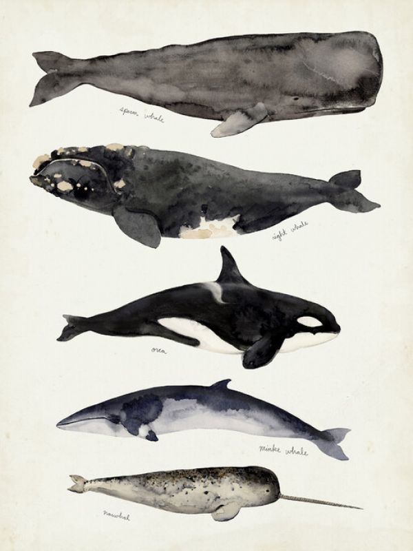 楽天市場 クジラ 動物 イラスト 種類の壁紙 輸入 カスタム壁紙 Photowall Whale Chart I 貼ってはがせるフリース壁紙 不織布 海外取り寄せのため1カ月程度でお届け 代引き 後払い不可 壁紙屋本舗 カベガミヤホンポ