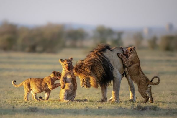 楽天市場 ライオン 動物 親子の壁紙 輸入 カスタム壁紙 Photowall Dad And Kids 貼ってはがせるフリース 壁紙 不織布 海外取り寄せのため1カ月程度でお届け 代引き 後払い不可 壁紙屋本舗 カベガミヤホンポ