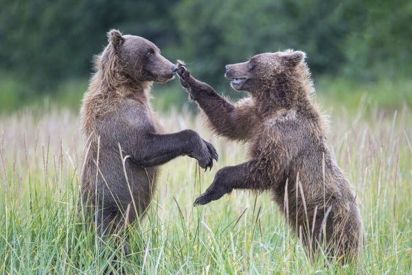 楽天市場 熊 クマ 動物の壁紙 輸入 カスタム壁紙 Photowall Right Side Bear 貼ってはがせるフリース 壁紙 不織布 海外取り寄せのため1カ月程度でお届け 代引き 後払い不可 壁紙屋本舗 カベガミヤホンポ