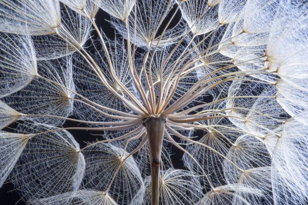 楽天市場 タンポポ 綿毛 花の壁紙 輸入 カスタム壁紙 Photowall Dandelion 279 貼ってはがせるフリース壁紙 不織布 海外取り寄せのため1カ月程度でお届け 代引き 後払い不可 壁紙屋本舗 カベガミヤホンポ