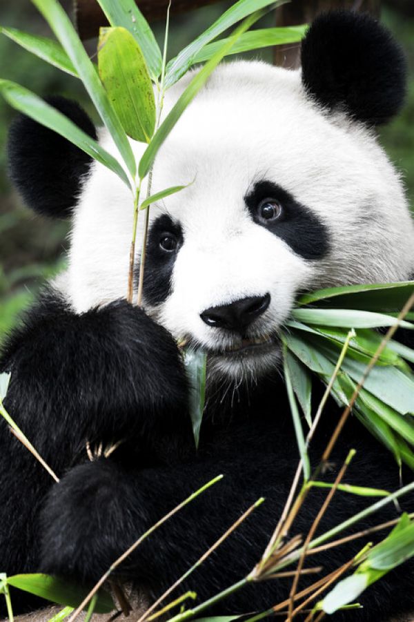 楽天市場 パンダ 動物の壁紙 輸入 カスタム壁紙 Photowall Giant Panda 貼ってはがせるフリース壁紙 不織布 海外取り寄せのため1カ月程度でお届け 代引き不可 壁紙屋本舗 カベガミヤホンポ