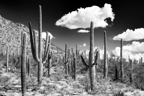 楽天市場 サボテン 空 雲 モノトーン モノクロの壁紙 輸入 カスタム壁紙 Photowall Black Arizona Cactus Forest 貼ってはがせるフリース壁紙 不織布 海外取り寄せのため1カ月程度でお届け 代引き 後払い不可 壁紙 屋本舗 カベガミヤホンポ