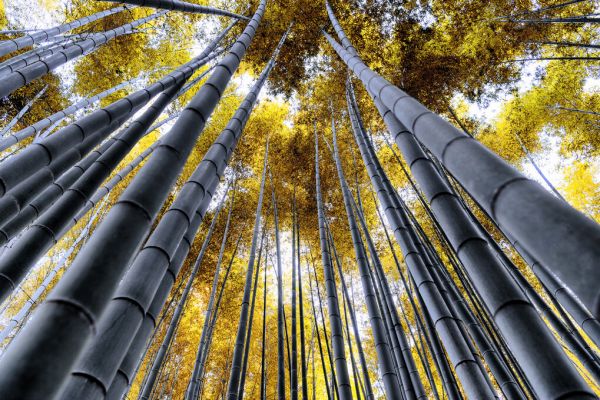 楽天市場 京都 竹林 竹の壁紙 輸入 カスタム壁紙 Photowall Japan Rising Sun Bamboo Forest Kyoto 貼ってはがせるフリース壁紙 不織布 海外取り寄せのため1カ月程度でお届け 代引き不可 壁紙 屋本舗 カベガミヤホンポ
