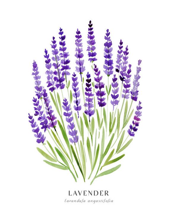 楽天市場 ラベンダー 花 ハーブ 植物 水彩画 イラスト 紫 パープルの壁紙 輸入 カスタム壁紙 Photowall Lavender 貼ってはがせるフリース壁紙 不織布 海外取寄せ商品 代引き 後払い不可 壁紙屋本舗 カベガミヤホンポ