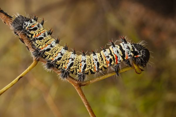 楽天市場 毛虫 芋虫 イモムシの壁紙 輸入 カスタム壁紙 Photowall Mopane Worm 貼ってはがせるフリース壁紙 不織布 海外取寄せ商品 代引き 後払い不可 壁紙屋本舗 カベガミヤホンポ