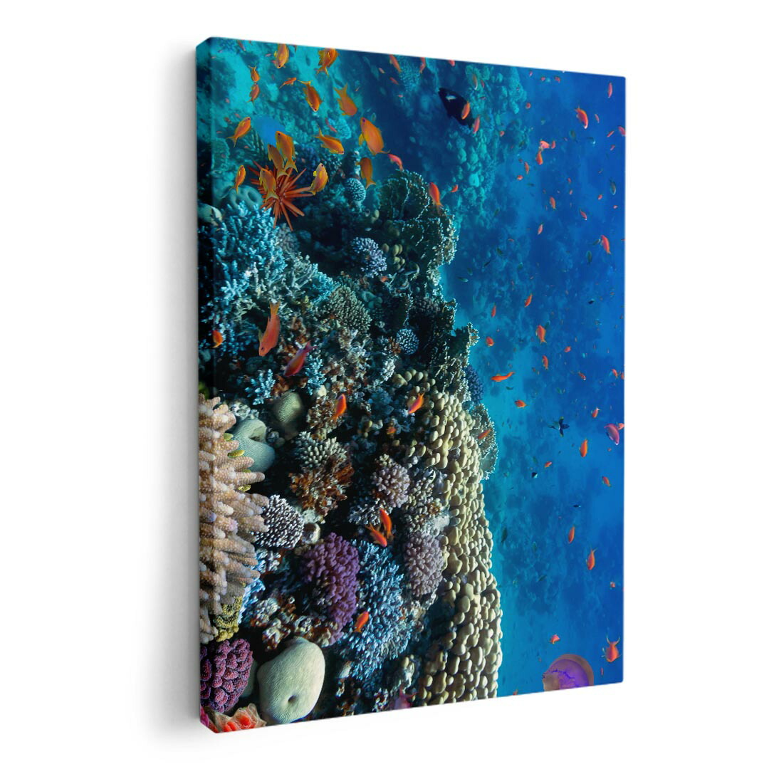 楽天市場】【ポイント10倍中】さんご 珊瑚 サンゴ コーラル coral