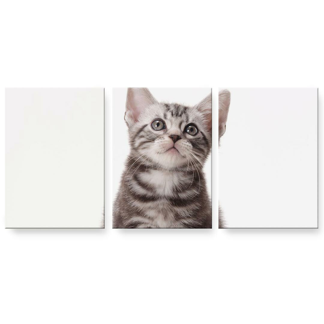 アートパネル 3連 3枚セット 絵 絵画 飾り igsticker 594mmx420mm A2 フォト 壁掛け 木枠 インテリア おしゃれ 001070 猫　アメリカンショートヘア
