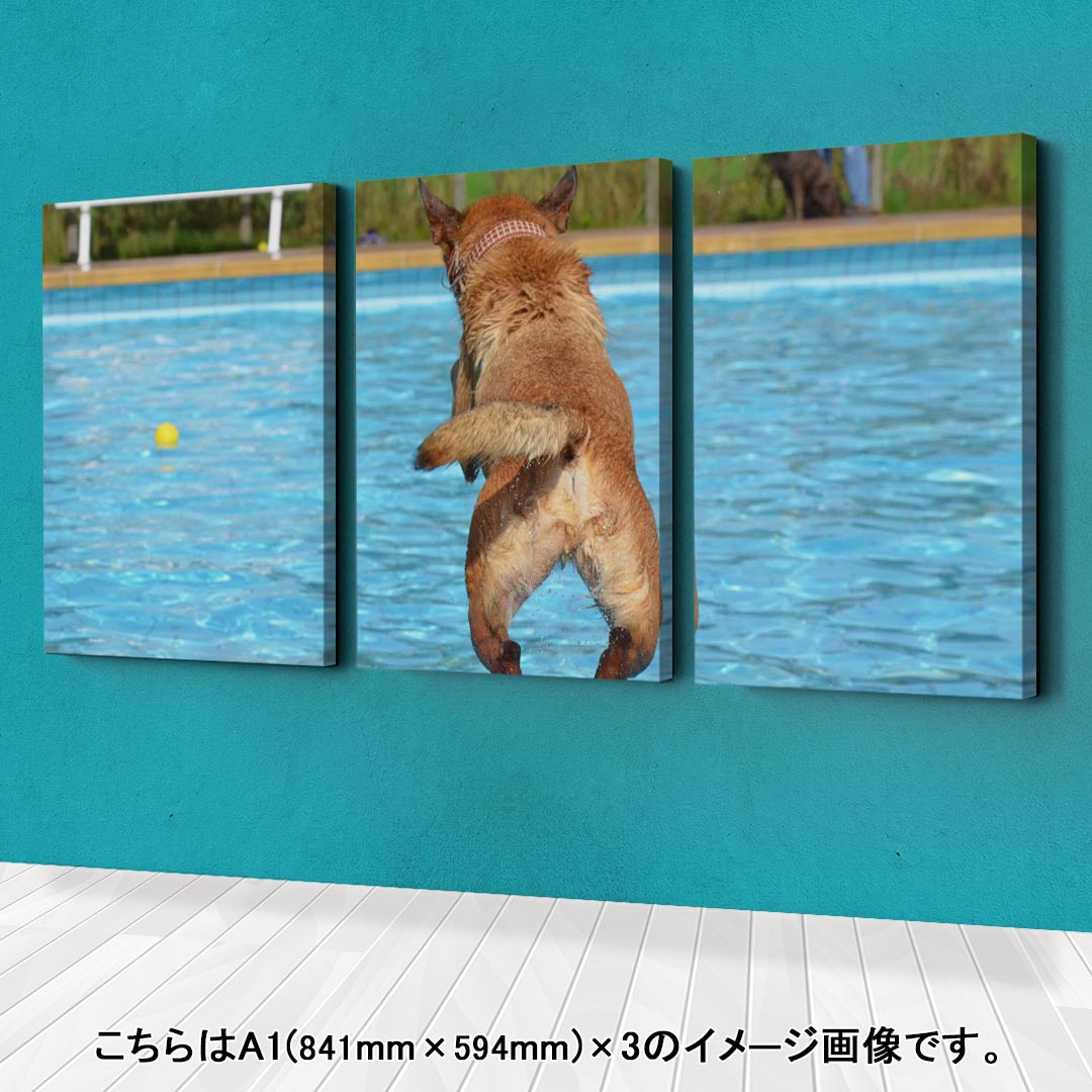 好評 インテリア 選べるサイズ アートパネル 犬 おしゃれ 写真 フォト 絵画 動物 玄関 絵 プール セット物 飾り 594 841mm モダン A1 3枚セット 壁紙 装飾フィルム