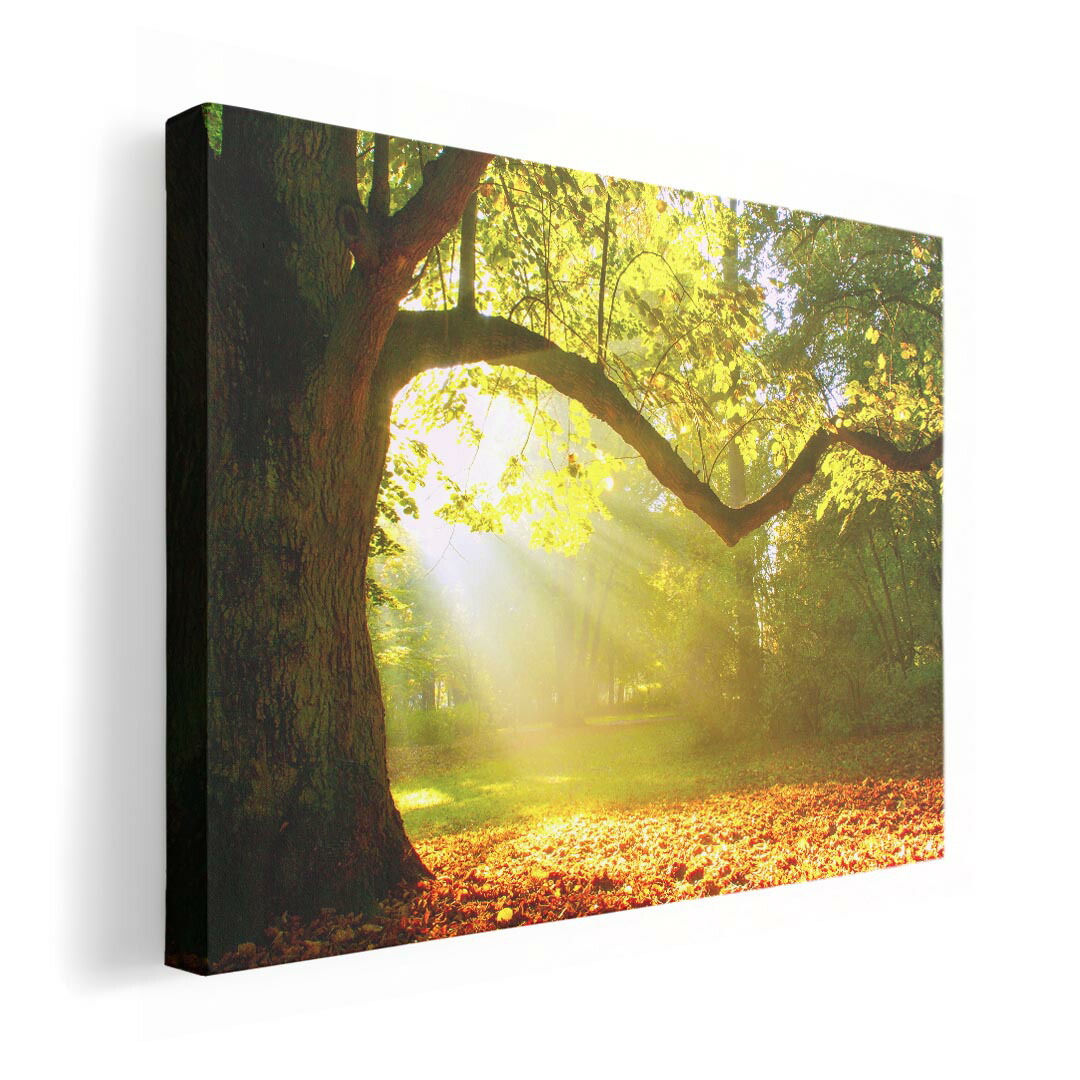 楽天市場】A4ポスター ヤシの木に沈む夕日 マットコート紙 インテリア