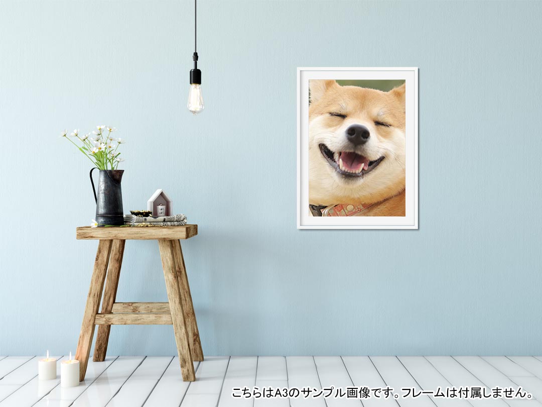 柴犬 壁紙 スマホ 限定価格セール 67 割引 Portguardpaint Com 柴犬 壁紙 スマホ 限定価格セール 67 割引 Portguardpaint Com