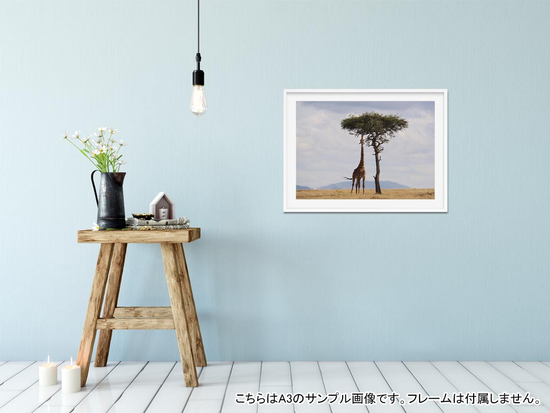 ポステッカー ポスター ウォールステッカー シール式ステッカー 飾り 1030mm×1456mm B0 写真 フォト 壁 インテリア おしゃれ 剥がせる wall sticker poster 025624 動物 キリン 自然