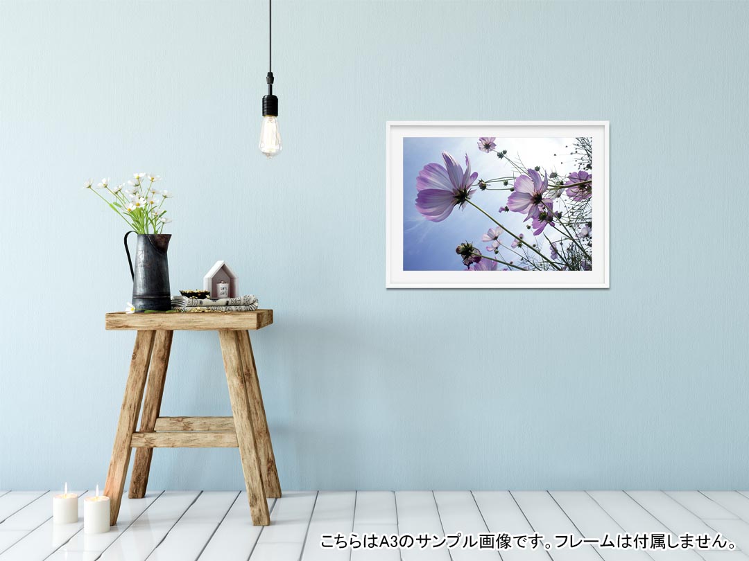 ポスター ウォールステッカー シール式ステッカー 飾り 728 1030mm B1 写真 フォト 壁 インテリア おしゃれ 剥がせる Wall Sticker Poster 0256 花 コスモス 秋 空 魅力的な価格