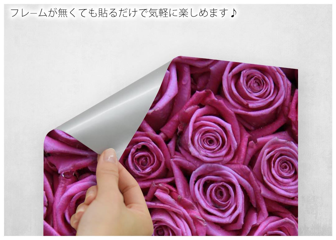 楽天市場 ポスター ウォールステッカー シール式ステッカー 飾り 60 60cm Msize 正方形 壁 インテリア おしゃれ 剥がせる Wall Sticker Poster 薔薇 紫 写真 Kabeコレ