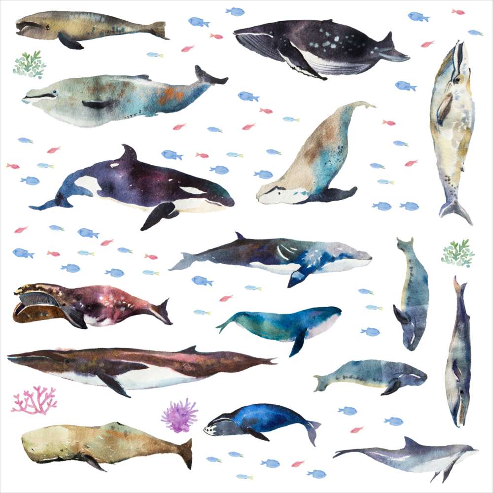 楽天市場 海の生物 シール式ウォールステッカー 魚 Fish Sea クジラ くじら イルカ いるか アクアリウム シャチ 飾り 60 60cm 剥がせる カッティングシート Wall Sticker 雑貨 Kabeコレ