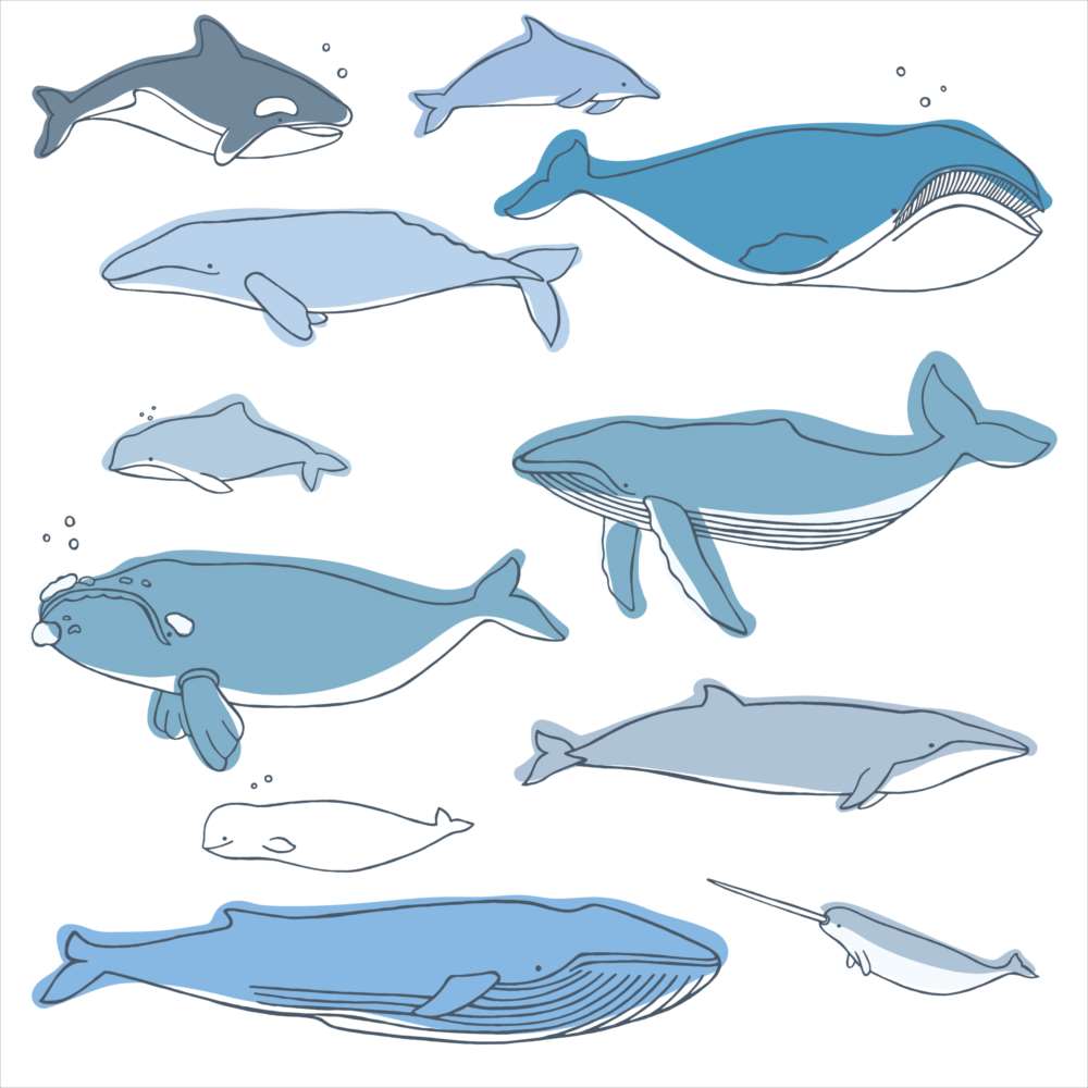 楽天市場 海の生物 シール式ウォールステッカー 魚 Fish Sea クジラ くじら イルカ いるか アクアリウム シャチ 飾り 30 30cm 剥がせる カッティングシート Wall Sticker 雑貨 Kabeコレ