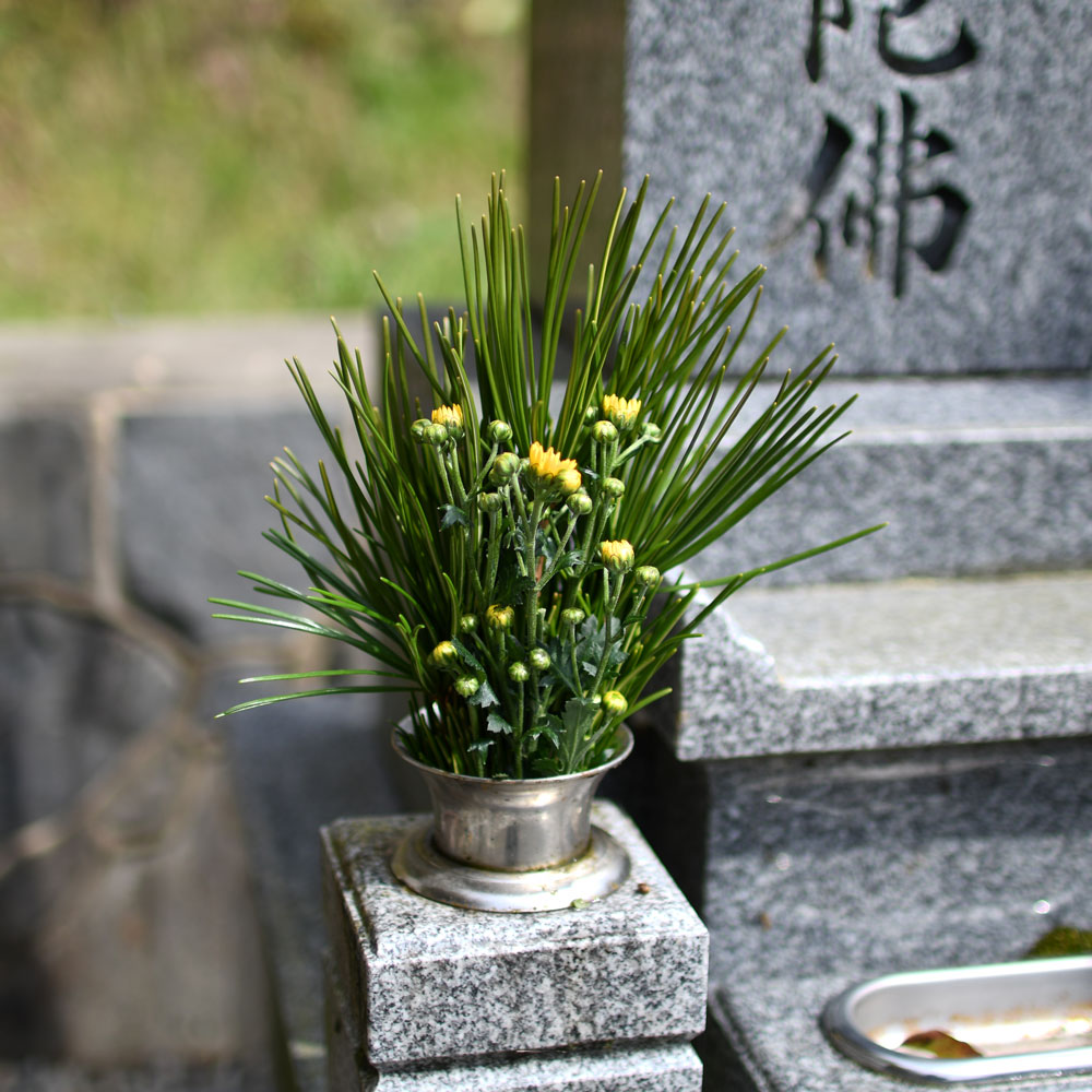 楽天市場】【今シーズンの販売終了】黄金ヒバ 100cm 程度 1本 から