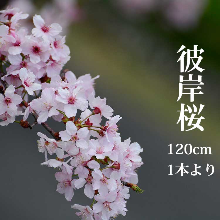 楽天市場 3月10日ごろからの発送 彼岸桜 ひがんさくら 生花 1 15m 1本 切花 お花見 花見 家 屋内 飾り 高野槇と春夏秋冬の花枝 花木屋