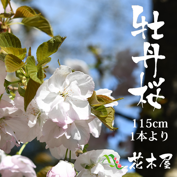 楽天市場 3月日頃より発送 ボタン桜 牡丹 桜 約1 15m 1本 切花 お花見 花見 家 屋内 飾り花材 高野槇と春夏秋冬の花枝 花木屋