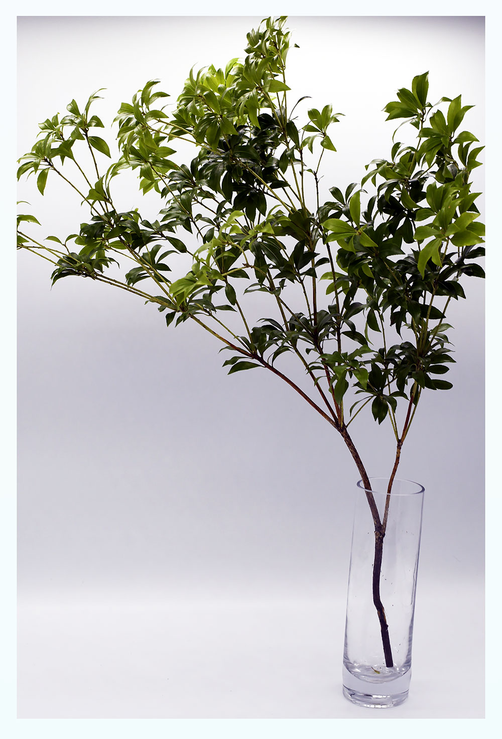 枝もの アセビ 馬酔木 切花 生花 枝 枝物 80cm〜 グリーン