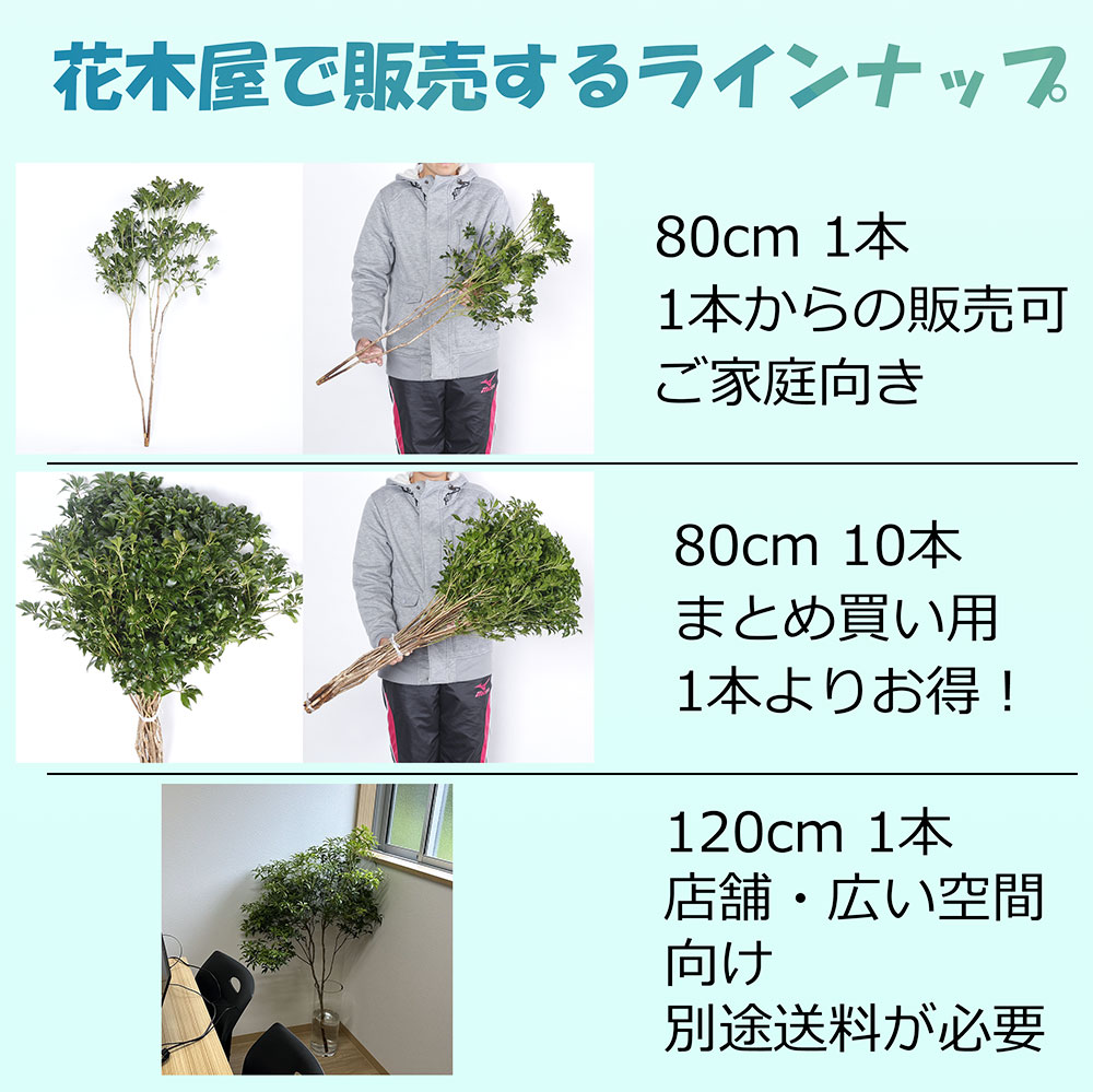 枝もの アセビ 馬酔木 切花 生花 枝 枝物 80cm〜 インテリアグリーン