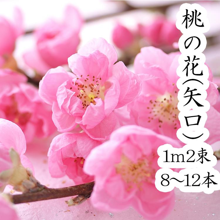 楽天市場 令和4年1月25日以降の発送 桃の花 桃 ひなまつり 生花 飾り もものはな 矢口桃 100cm 2束 約10本 高野槇と春夏秋冬の花枝 花 木屋