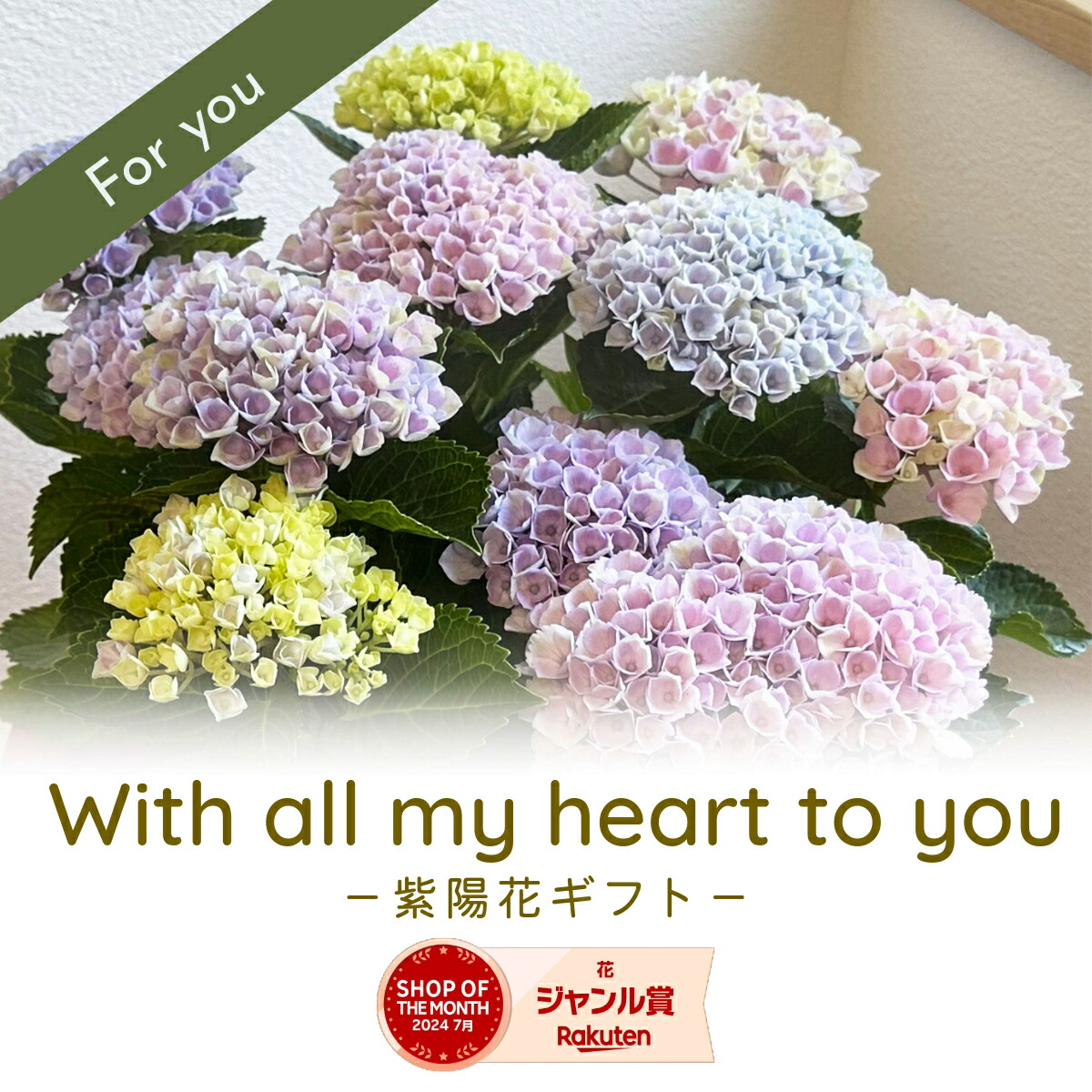 楽天市場】2025年5月から6月開花お誕生日に 鉢花 あじさい 開花株