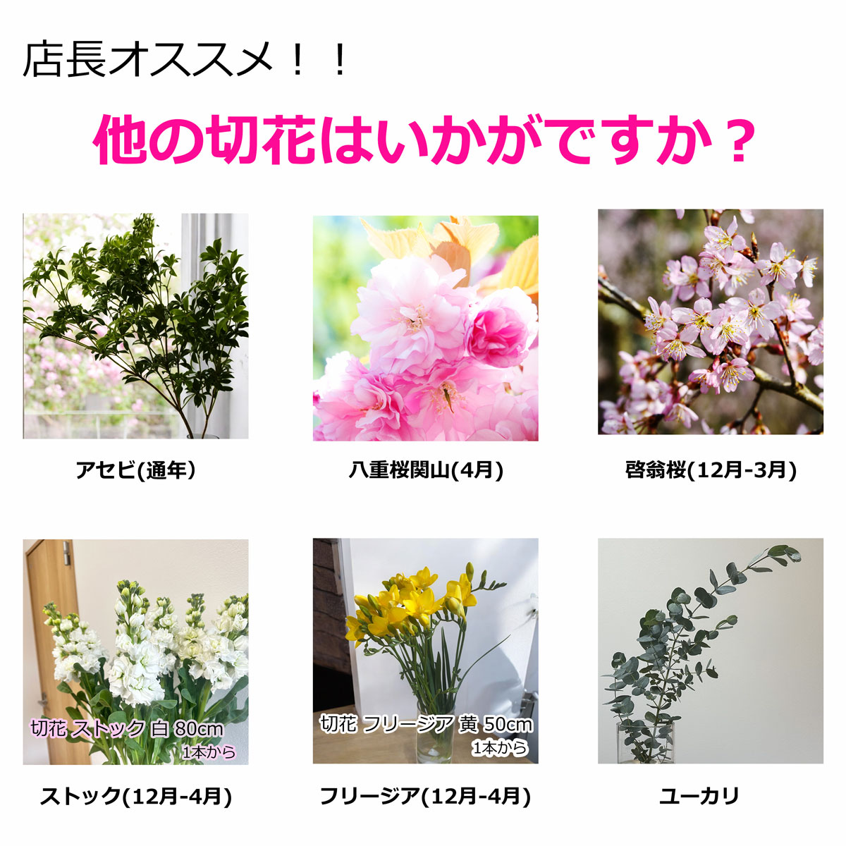 枝もの アセビ 馬酔木 切花 生花 枝 枝物 80cm〜 インテリアグリーン