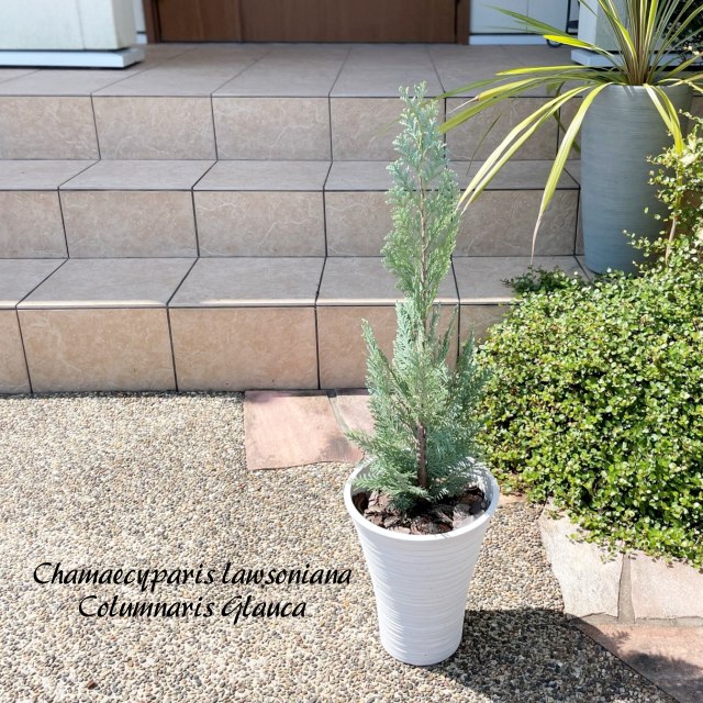 楽天市場】【現品発送】ナンノロプス アラビカシルバー（耐寒性椰子