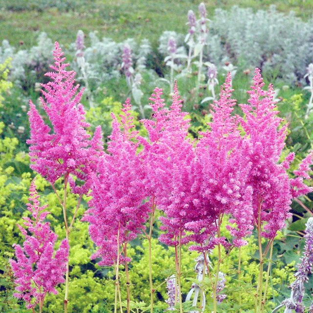 楽天市場】【ハイビスカス属】ハイビスカスNEWロングライフシリーズ