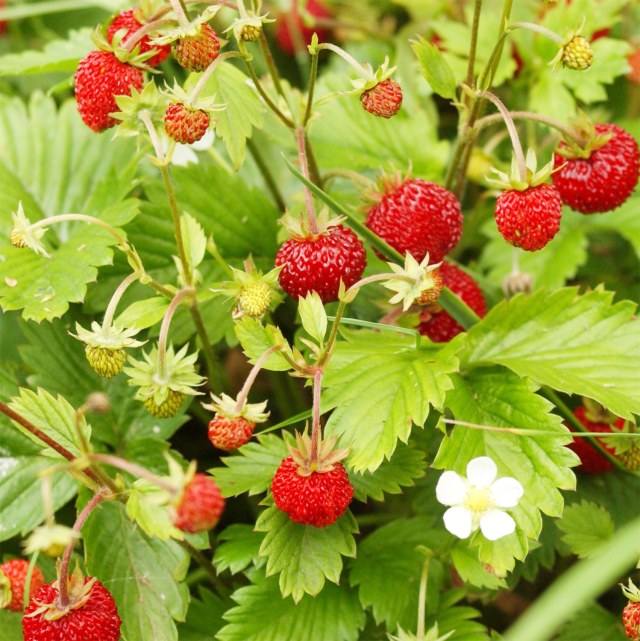 楽天市場】：【送料無料】 いちごワイルドストロベリーの鉢植え