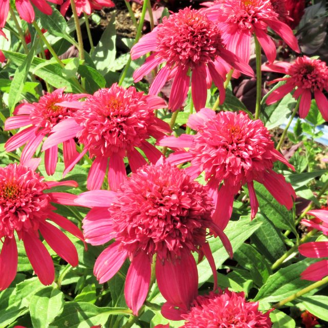 楽天市場】【エキナセア属】エキナセア サザンベル 3.5号ポット