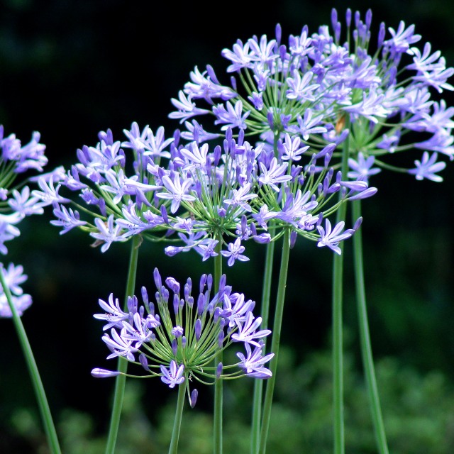 楽天市場】【花苗】アガパンサス ダブルダイヤモンド 10.5cmポット 1苗