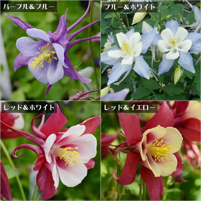 ②*:ஐ矮性で鉢栽培も可能‼︎魅力的な花色‼︎*:ஐモクレン・苗木【ジェニー】5号 ②*:ஐ矮性で鉢栽培も可能‼︎魅力的な花色‼︎*:ஐモクレン・苗木
