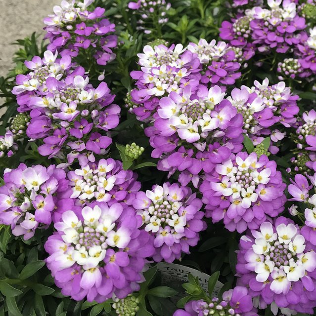 楽天市場 イベリス属 宿根イベリスクイーンアメジスト3号ポット 産直花だん屋