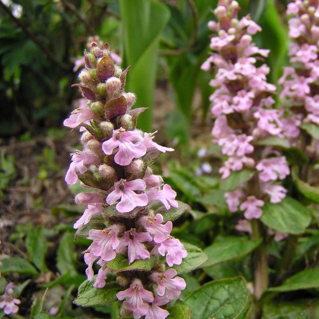 最高のアジュガ 花 最高の花の画像