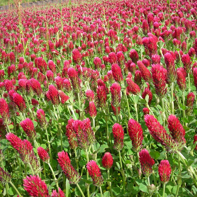 楽天市場】【ホトトギス属】ホトトギス（落葉株）9cmポット : 産直花だん屋