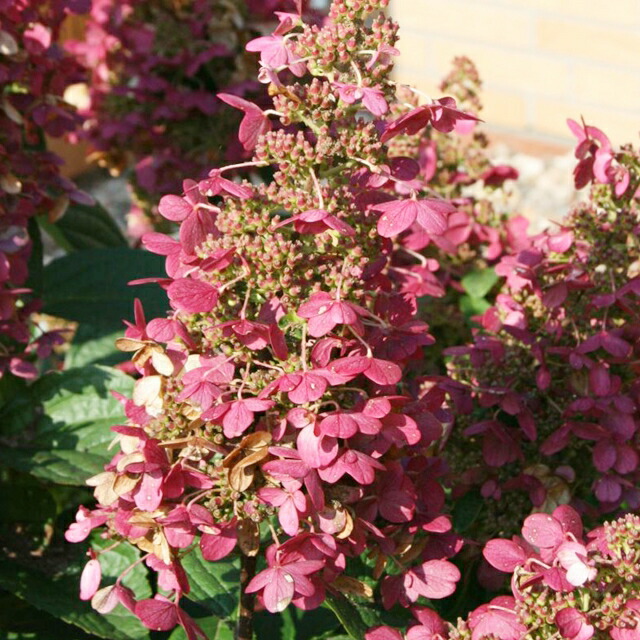 草花の苗 棚卸セール テイカカズラ 桃花3号ポット2株セット 注目の福袋をピックアップ テイカカズラ 桃花3号ポット2株セット