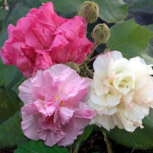 フヨウ属 薬玉酔芙蓉 クスダマスイフヨウ 3 5号ポット