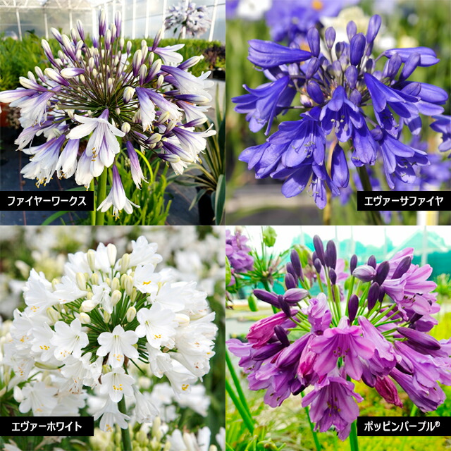 楽天市場】アガパンサス苗 アトミックブルーム : 花の王国