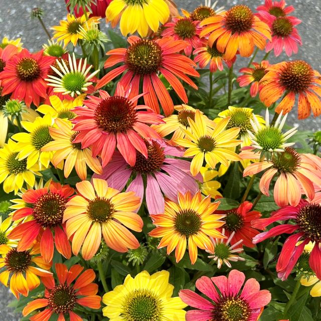 がーべらページ　3号鉢　ちょこん札付きポットごと ga-bera3s001.jpg