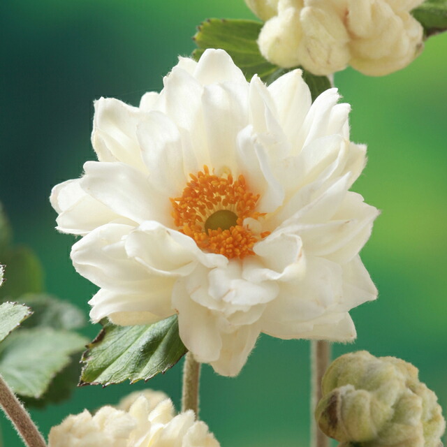 楽天市場】【金晃（キンコウ）】 （黄色） 牡丹 2年生 6号